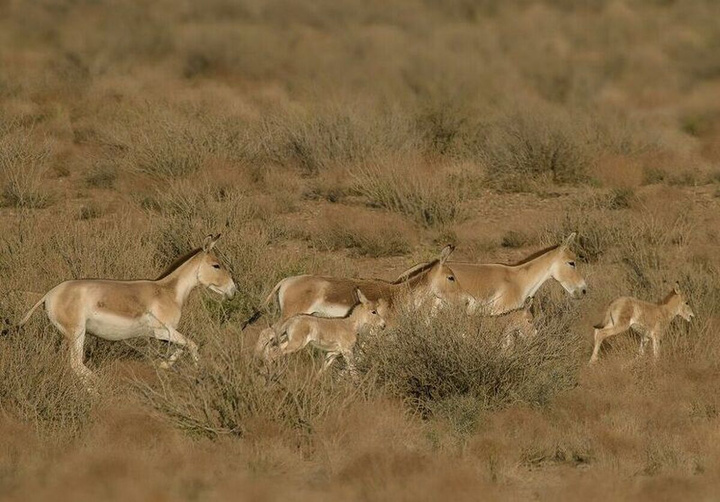 احیای گورخر ایرانی/ افتخاری جهانی در دل کویر سوزان