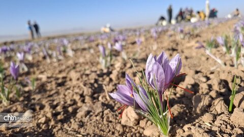 تور آشناسازی گردشگری زعفران با حضور راهنمایان گردشگری، مدیر ان دفاتر خدمات مسافرتی و  فعالان گردشگری، خبرنگاران و اصحاب رسانه از شهرستان زاوه
