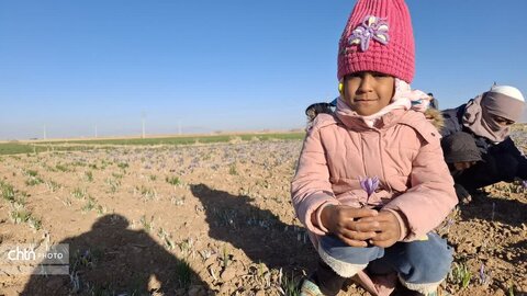 تور آشناسازی گردشگری زعفران با حضور راهنمایان گردشگری، مدیر ان دفاتر خدمات مسافرتی و  فعالان گردشگری، خبرنگاران و اصحاب رسانه از شهرستان زاوه