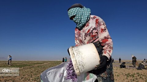 تور آشناسازی گردشگری زعفران با حضور راهنمایان گردشگری، مدیر ان دفاتر خدمات مسافرتی و  فعالان گردشگری، خبرنگاران و اصحاب رسانه از شهرستان زاوه