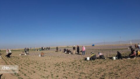 تور آشناسازی گردشگری زعفران با حضور راهنمایان گردشگری، مدیر ان دفاتر خدمات مسافرتی و  فعالان گردشگری، خبرنگاران و اصحاب رسانه از شهرستان زاوه