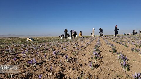 تور آشناسازی گردشگری زعفران با حضور راهنمایان گردشگری، مدیر ان دفاتر خدمات مسافرتی و  فعالان گردشگری، خبرنگاران و اصحاب رسانه از شهرستان زاوه