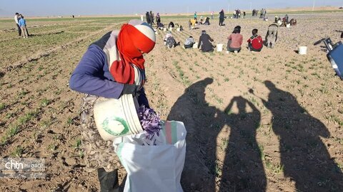 تور آشناسازی گردشگری زعفران با حضور راهنمایان گردشگری، مدیر ان دفاتر خدمات مسافرتی و  فعالان گردشگری، خبرنگاران و اصحاب رسانه از شهرستان زاوه