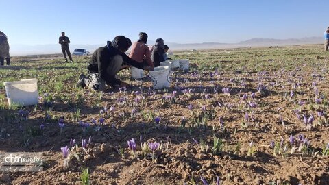 تور آشناسازی گردشگری زعفران با حضور راهنمایان گردشگری، مدیر ان دفاتر خدمات مسافرتی و  فعالان گردشگری، خبرنگاران و اصحاب رسانه از شهرستان زاوه