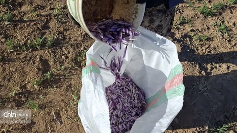 تور آشناسازی گردشگری زعفران با حضور راهنمایان گردشگری، مدیر ان دفاتر خدمات مسافرتی و  فعالان گردشگری، خبرنگاران و اصحاب رسانه از شهرستان زاوه