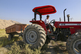 طلای زرد در دل تشنگی؛ برداشت برنج در سرله میداوود