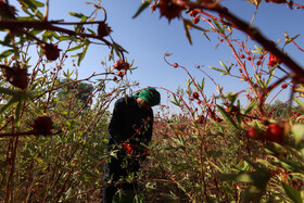 برداشت چای ترش‌