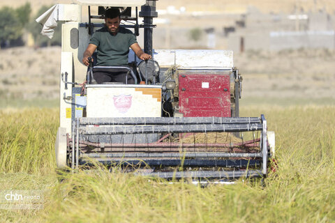 طلای زرد در دل تشنگی؛ برداشت برنج در سرله میداوود