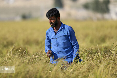 طلای زرد در دل تشنگی؛ برداشت برنج در سرله میداوود