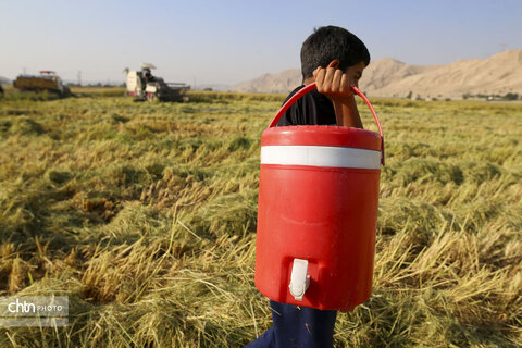 طلای زرد در دل تشنگی؛ برداشت برنج در سرله میداوود