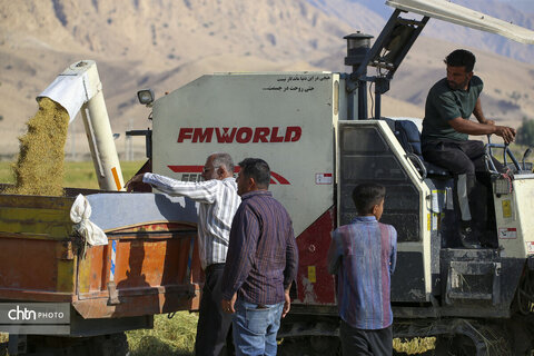 طلای زرد در دل تشنگی؛ برداشت برنج در سرله میداوود