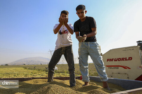 طلای زرد در دل تشنگی؛ برداشت برنج در سرله میداوود