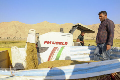 طلای زرد در دل تشنگی؛ برداشت برنج در سرله میداوود