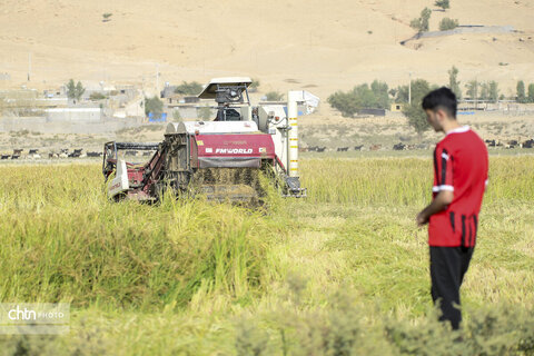 طلای زرد در دل تشنگی؛ برداشت برنج در سرله میداوود