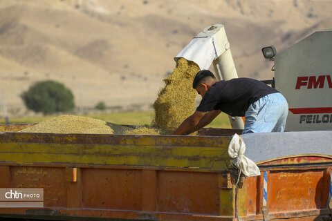 طلای زرد در دل تشنگی؛ برداشت برنج در سرله میداوود