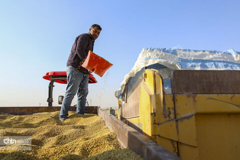 طلای زرد در دل تشنگی؛ برداشت برنج در سرله میداوود