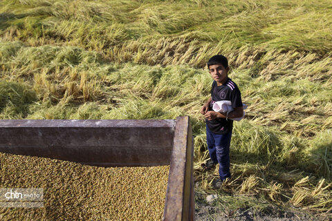 طلای زرد در دل تشنگی؛ برداشت برنج در سرله میداوود