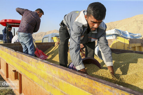 طلای زرد در دل تشنگی؛ برداشت برنج در سرله میداوود