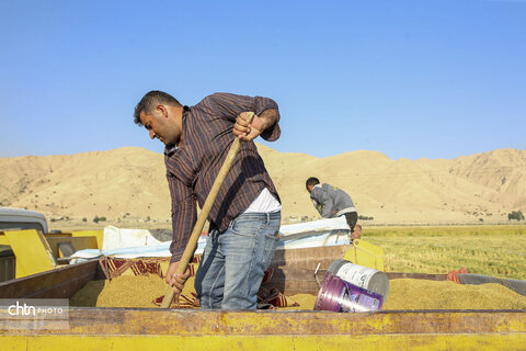 طلای زرد در دل تشنگی؛ برداشت برنج در سرله میداوود