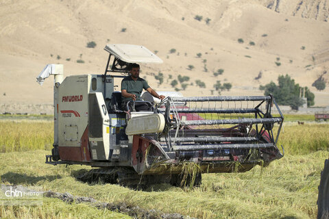 طلای زرد در دل تشنگی؛ برداشت برنج در سرله میداوود