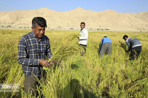 طلای زرد در دل تشنگی؛ برداشت برنج در سرله میداوود