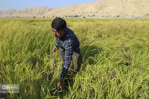 طلای زرد در دل تشنگی؛ برداشت برنج در سرله میداوود