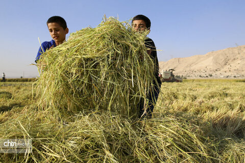 طلای زرد در دل تشنگی؛ برداشت برنج در سرله میداوود