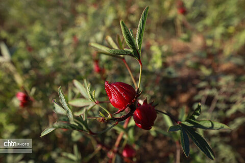 برداشت چای ترش‌