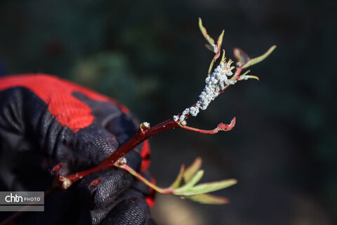 برداشت چای ترش‌