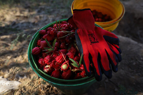 برداشت چای ترش‌