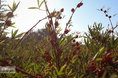 برداشت چای ترش‌