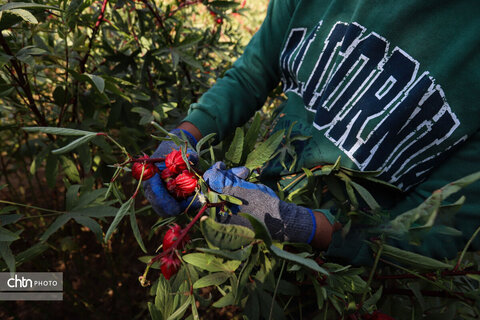 برداشت چای ترش‌