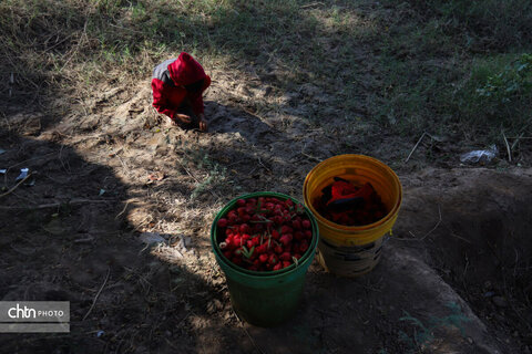 برداشت چای ترش‌