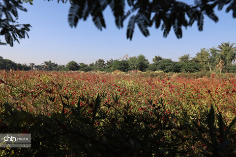 برداشت چای ترش‌