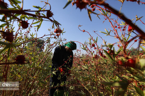 برداشت چای ترش‌