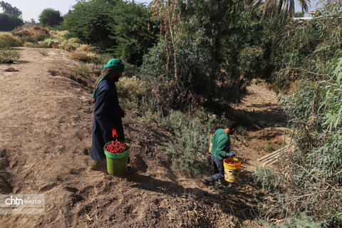 برداشت چای ترش‌