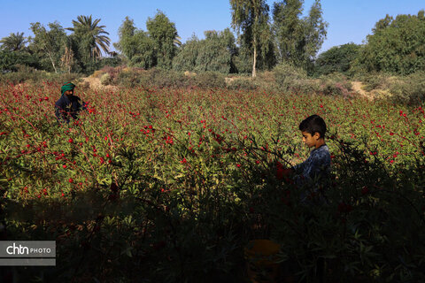 برداشت چای ترش‌