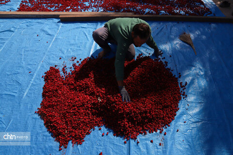 برداشت چای ترش‌