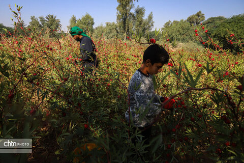 برداشت چای ترش‌