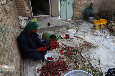 برداشت چای ترش‌