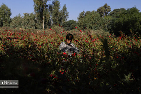 برداشت چای ترش‌