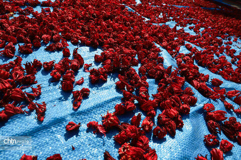 برداشت چای ترش‌