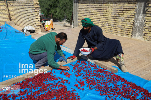 برداشت چای ترش‌