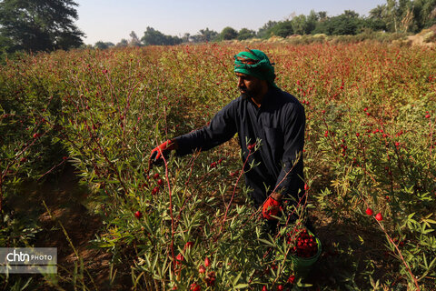 برداشت چای ترش‌