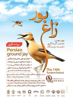 چهاردهمین جشنواره گردشگری سفر به زیستگاه زاغ بور برگزار می‌شود