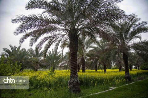 مضیف میراث فرهنگی ناملموس خوزستان