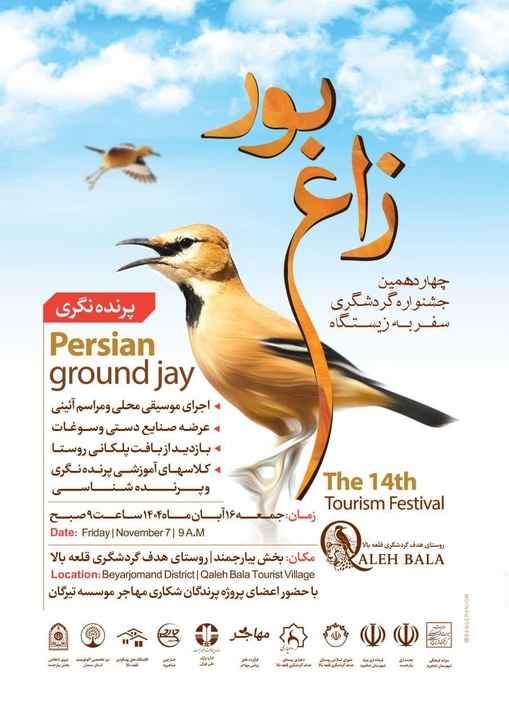 چهاردهمین جشنواره گردشگری سفر به زیستگاه زاغ بور برگزار می‌شود