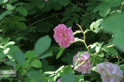 روستای خوران