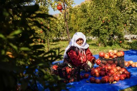 باغات انار روستای نمهیل