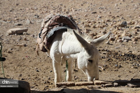 مراحل تولید سنتی کره حیوانی